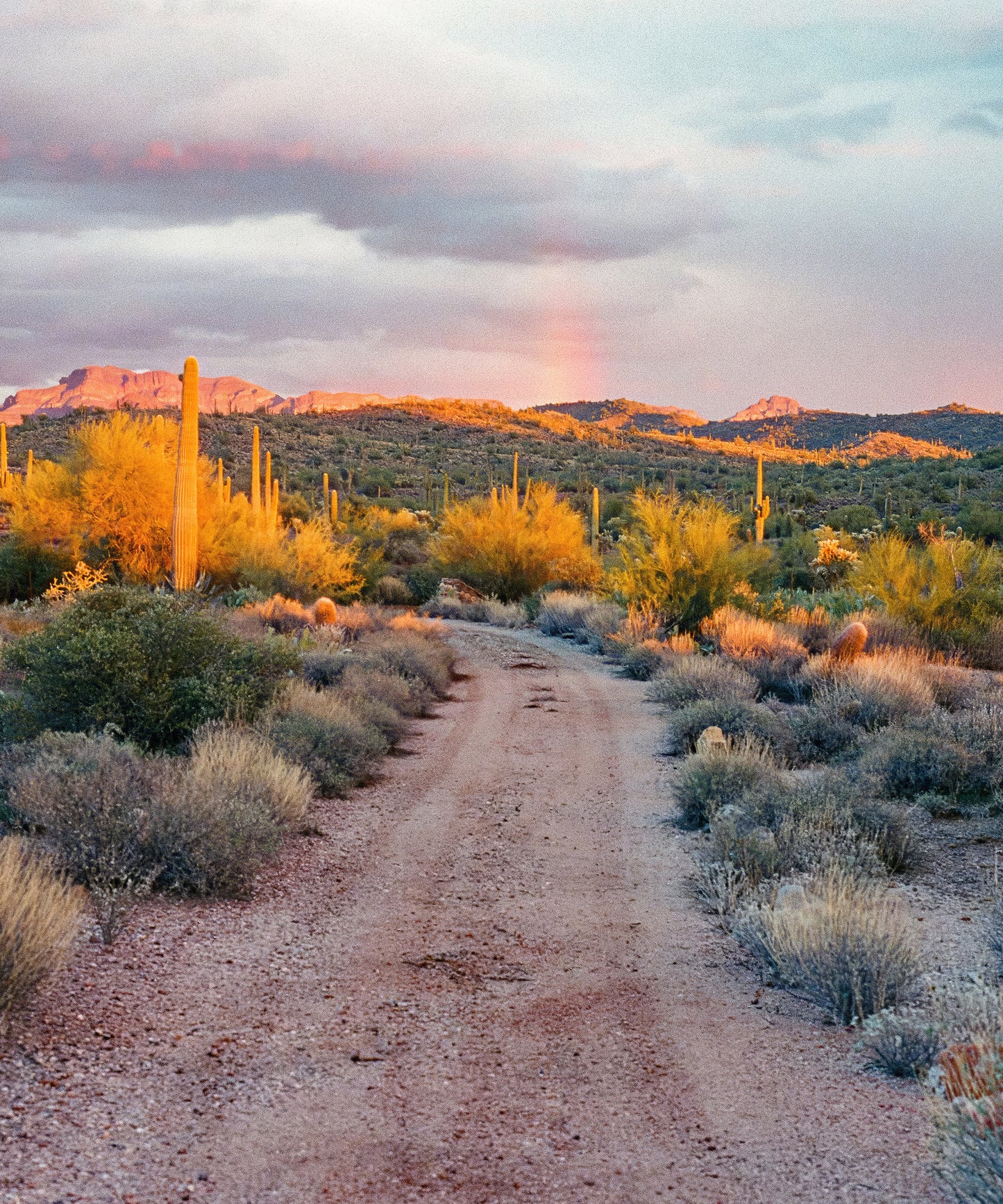 Coyote Rain by Cam Mackey
