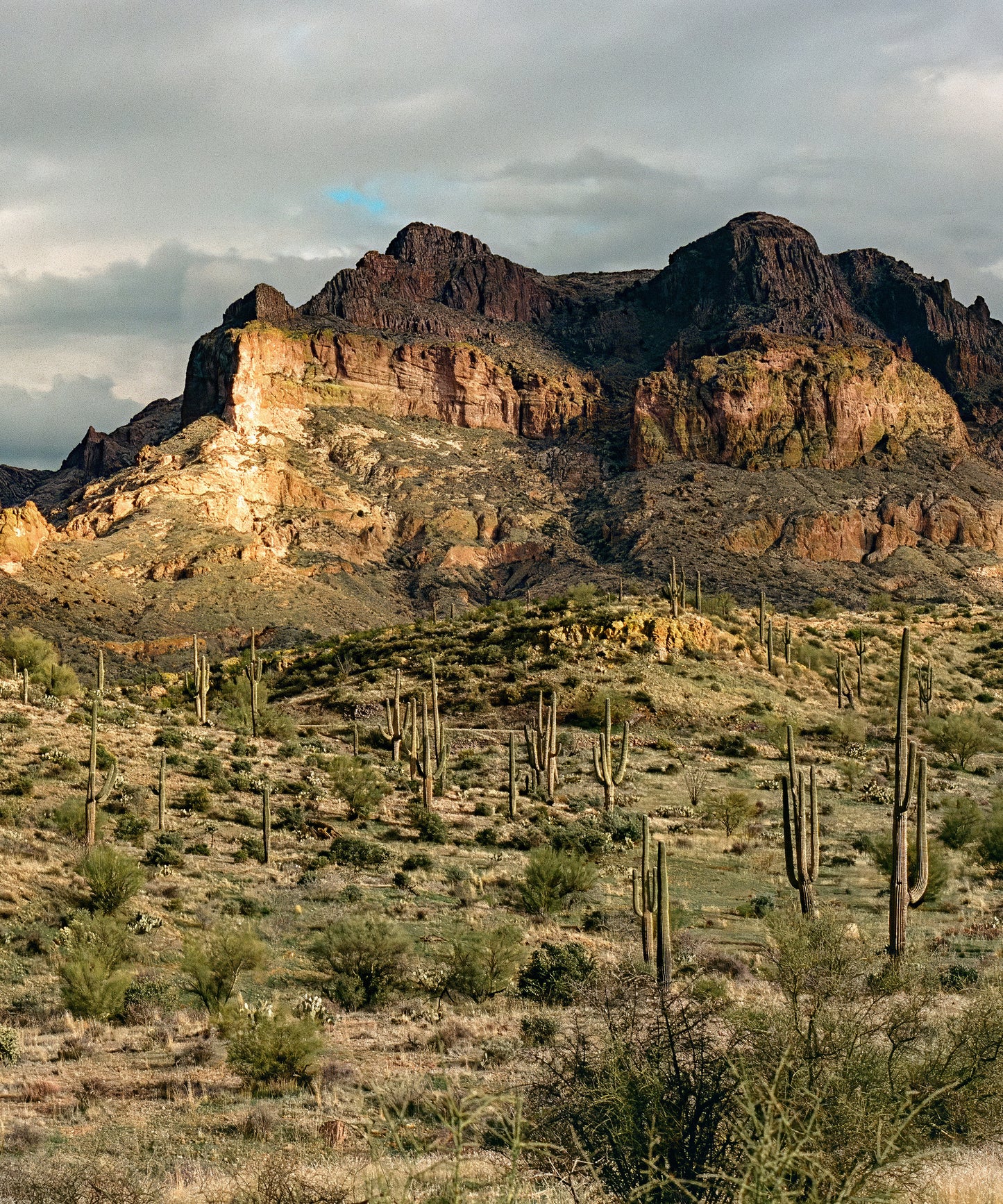 Saguaro Mountain by Cam Mackey