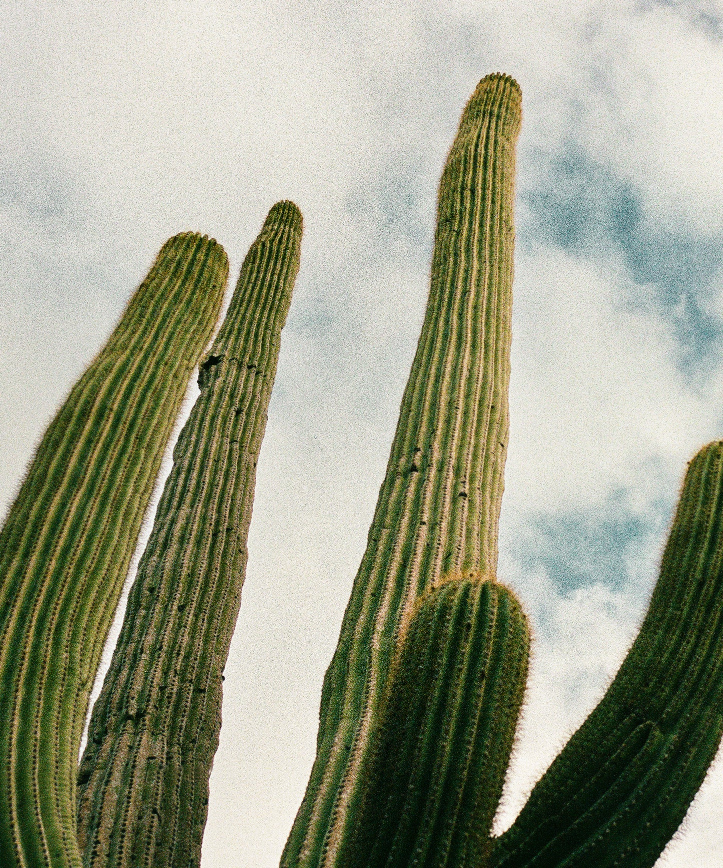 Saguaro Sky by Cam Mackey