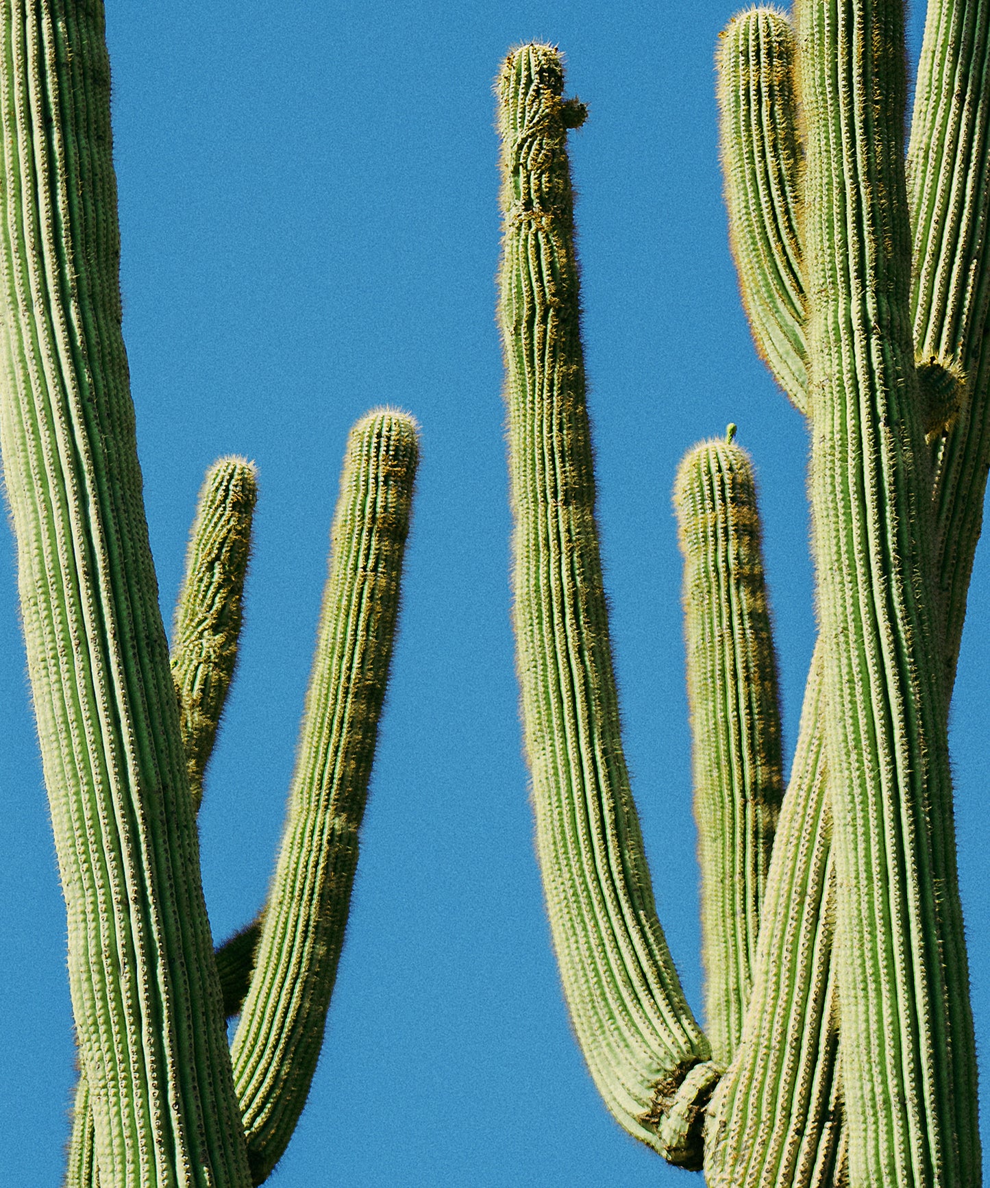 Towering Saguaro #4 by Alex Noble