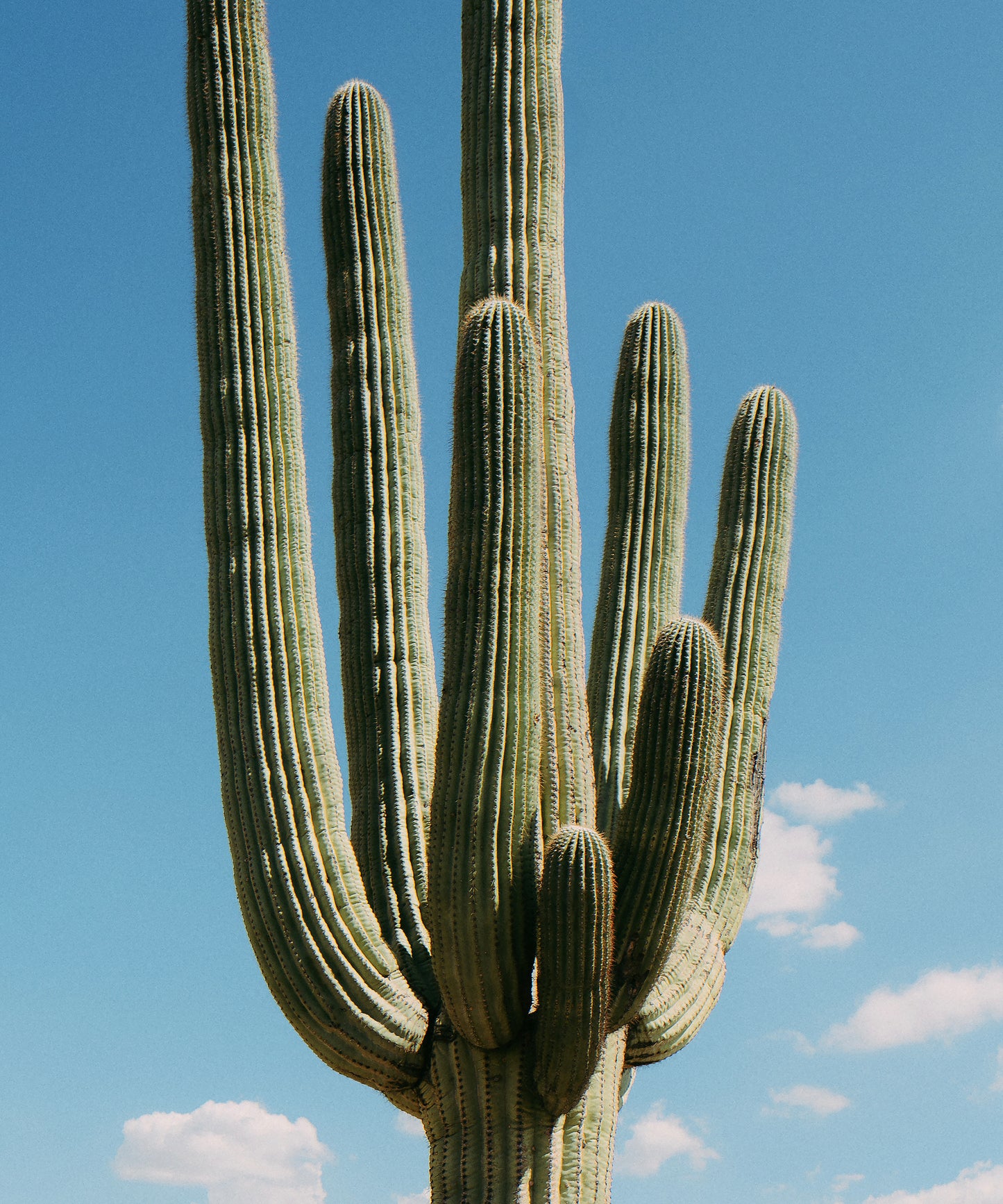 Towering Saguaro #1 by Alex Noble