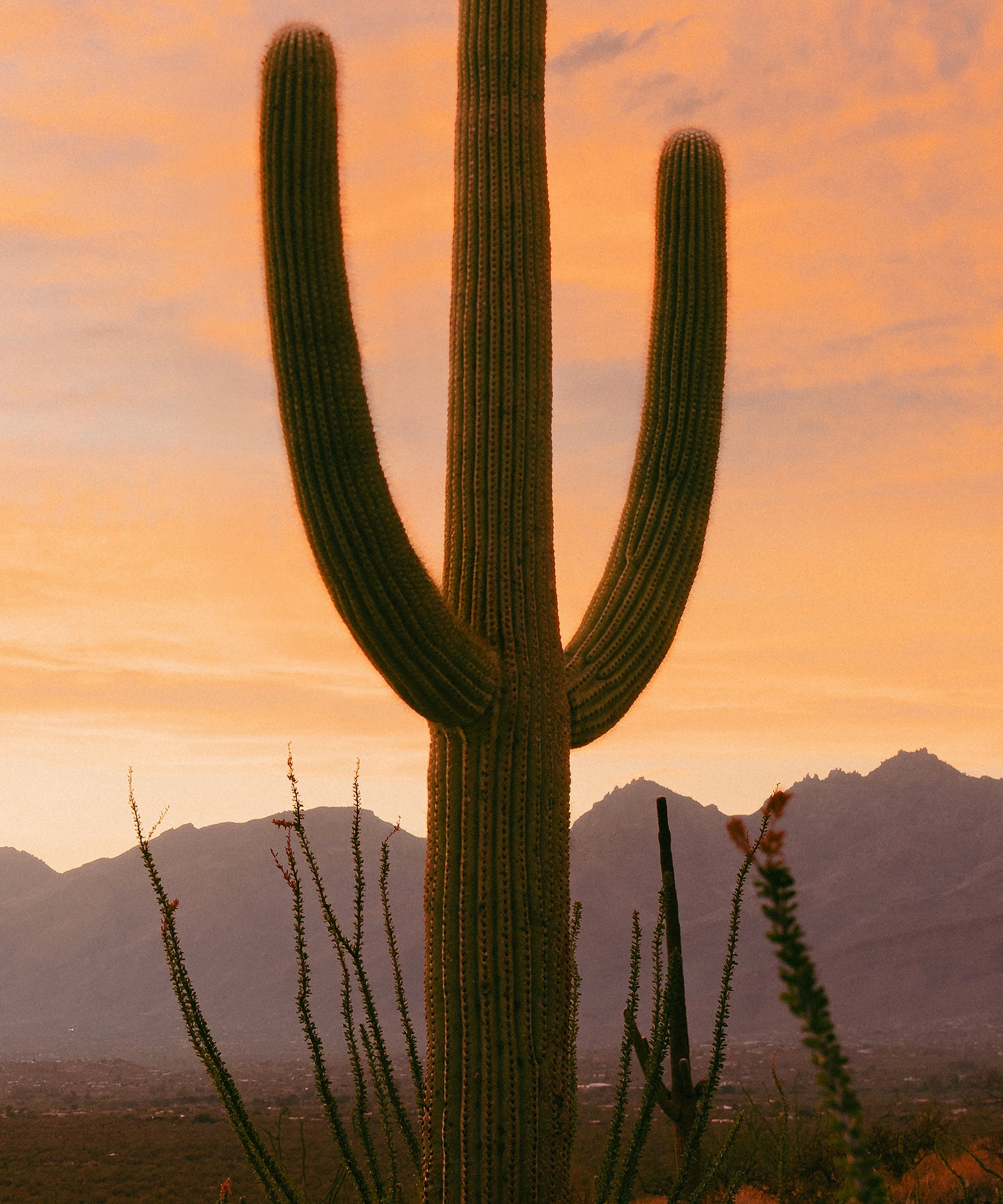 Towering Saguaro #2 by Alex Noble