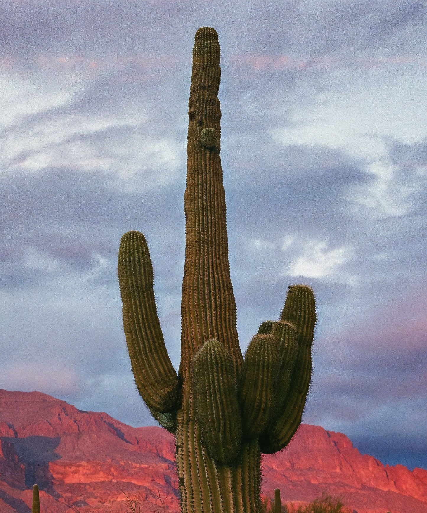 Twin Saguaros by Cam Mackey