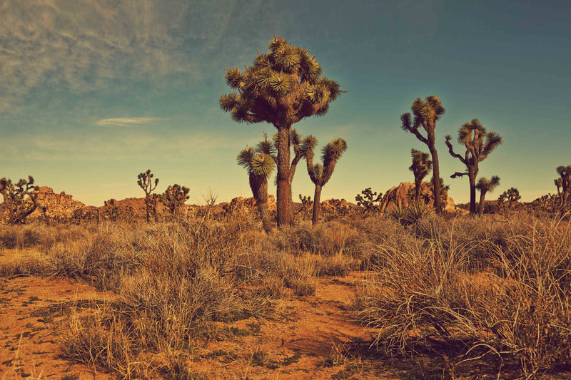 Joshua Tree Landscape #1 by Zachary C. Bako
