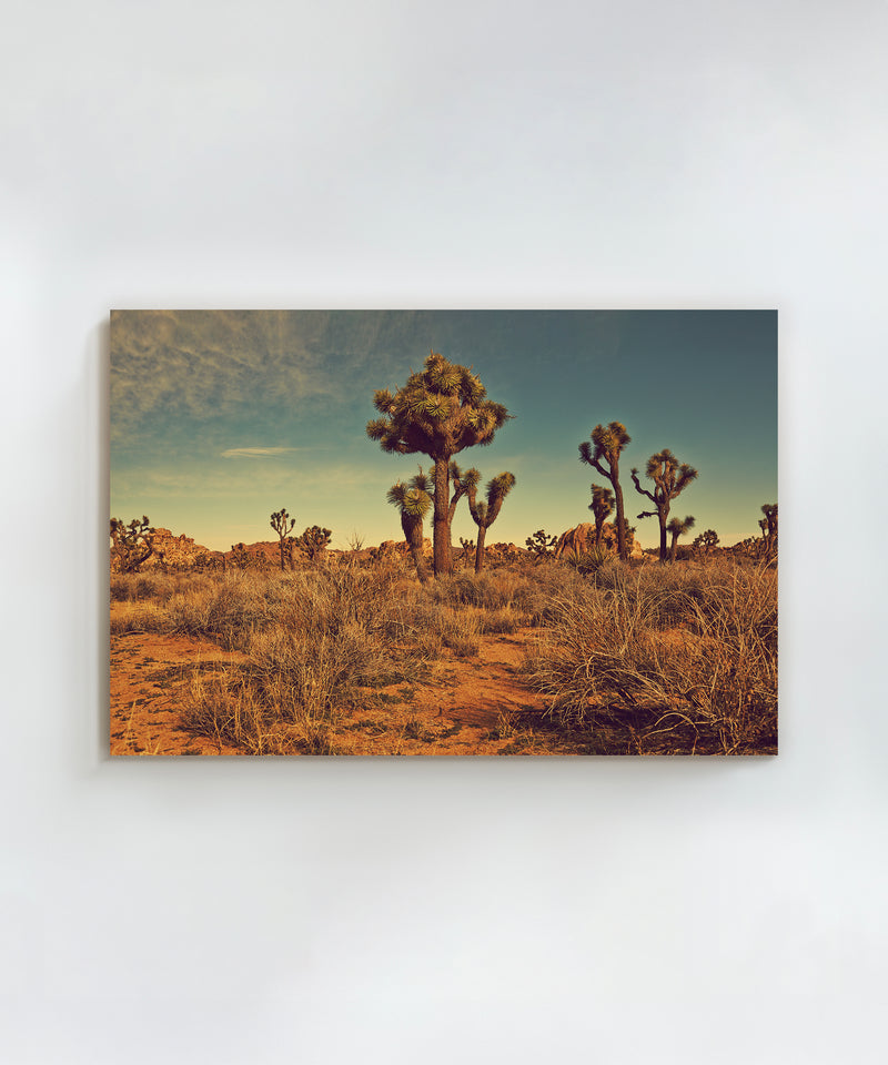 Joshua Tree Landscape #1 by Zachary C. Bako