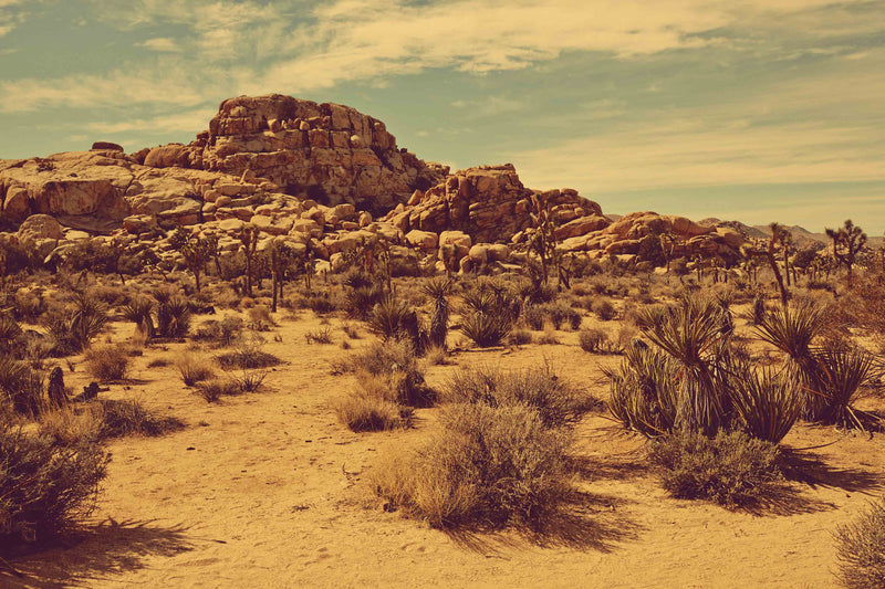 Joshua Tree Landscape #2 by Zachary C. Bako