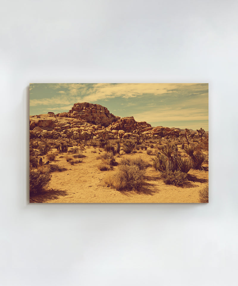 Joshua Tree Landscape #2 by Zachary C. Bako