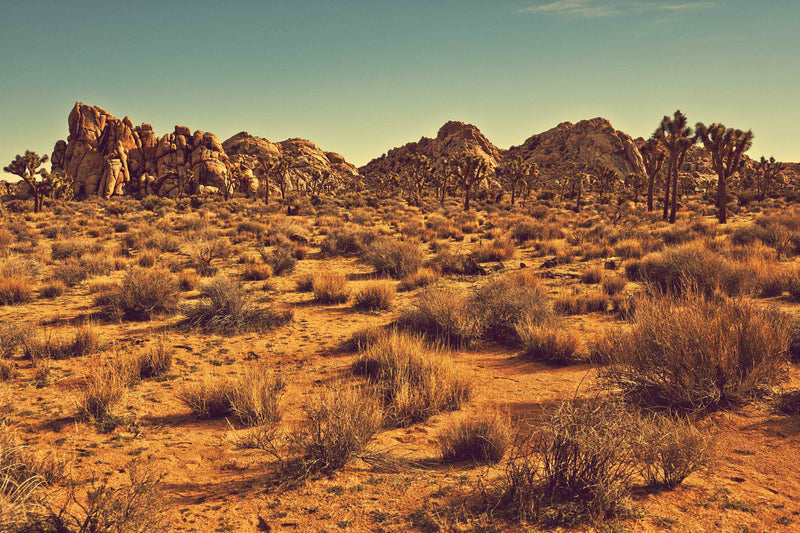 Joshua Tree Landscape #3 by Zachary C. Bako