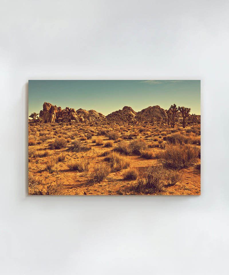 Joshua Tree Landscape #3 by Zachary C. Bako