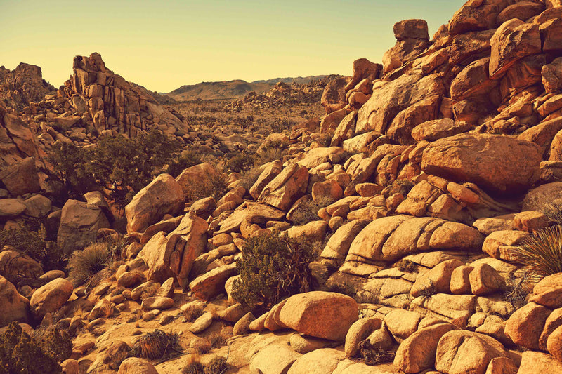 Joshua Tree Landscape #4 by Zachary C. Bako