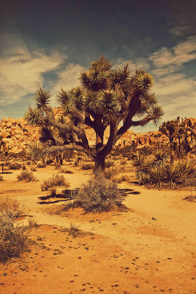 Joshua Tree Landscape #5 by Zachary C. Bako