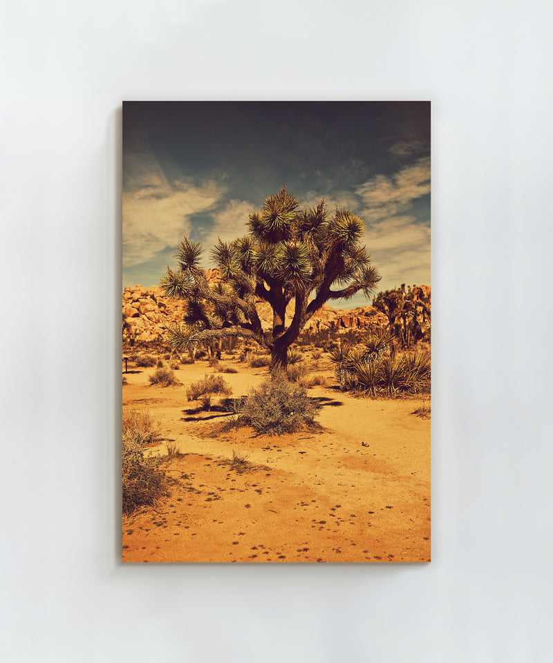 Joshua Tree Landscape #5 by Zachary C. Bako