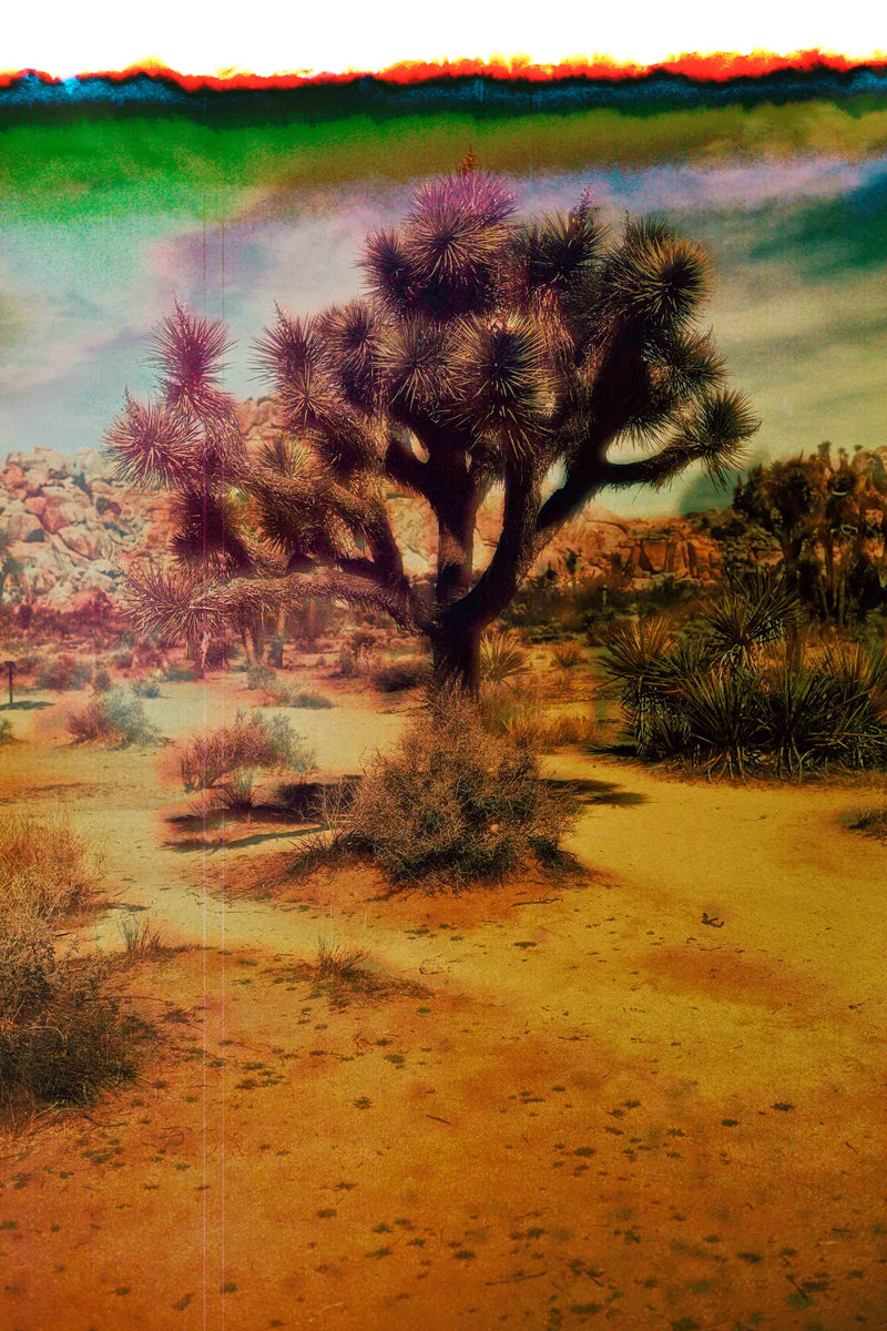 Joshua Tree Landscape #6 by Zachary C. Bako
