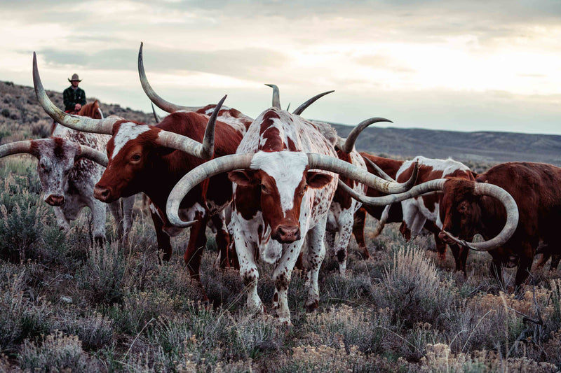 The Cowboy Collection #20 by Ben Christensen
