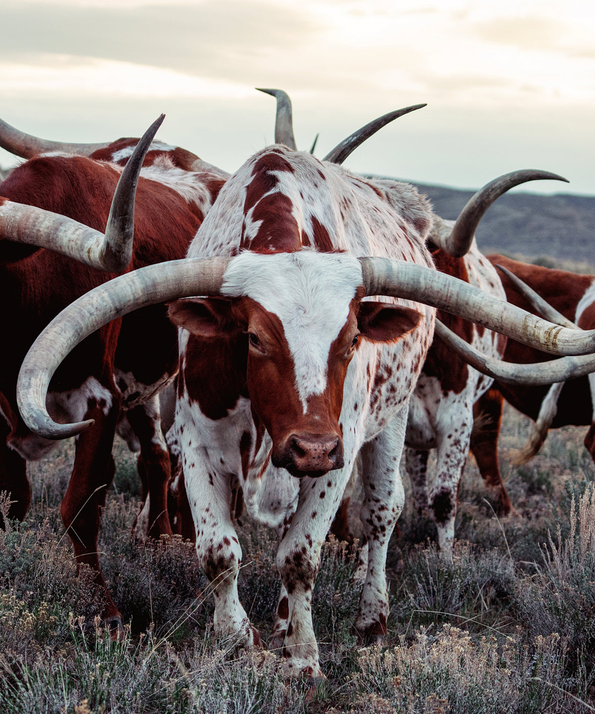 The Cowboy Collection #20 by Ben Christensen