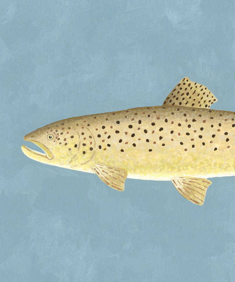 Brown Trout by Hannah Ervick