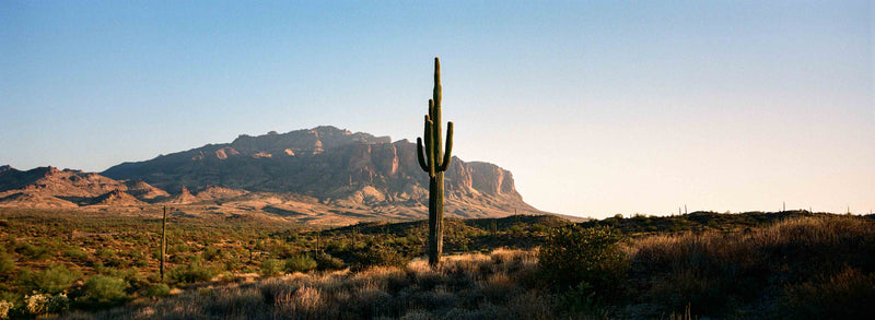 Single Saguaro by Cam Mackey