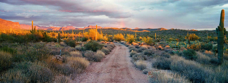 Coyote Rain by Cam Mackey