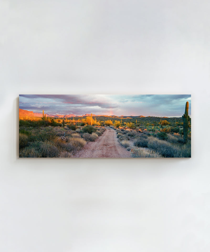 Coyote Rain by Cam Mackey