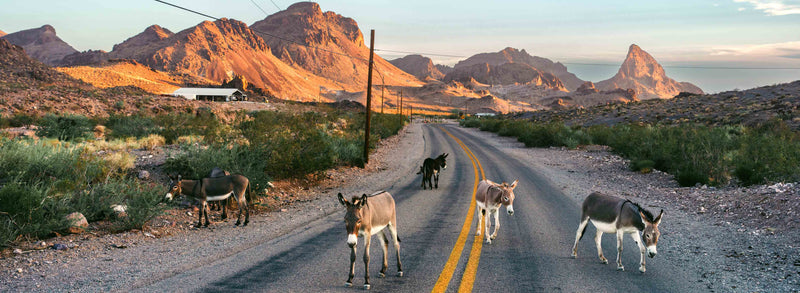 Donkey Highway by Cam Mackey