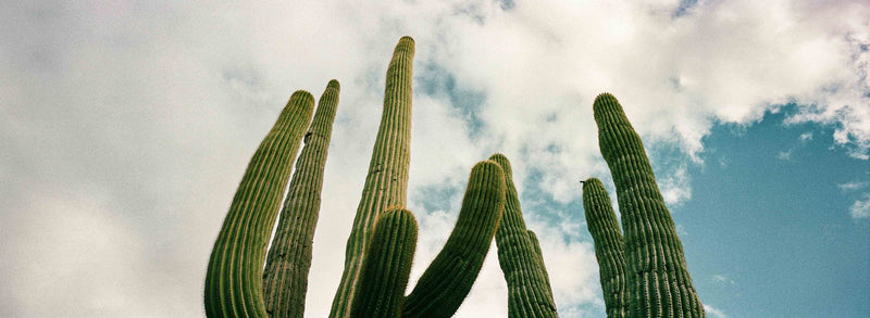 Saguaro Sky by Cam Mackey