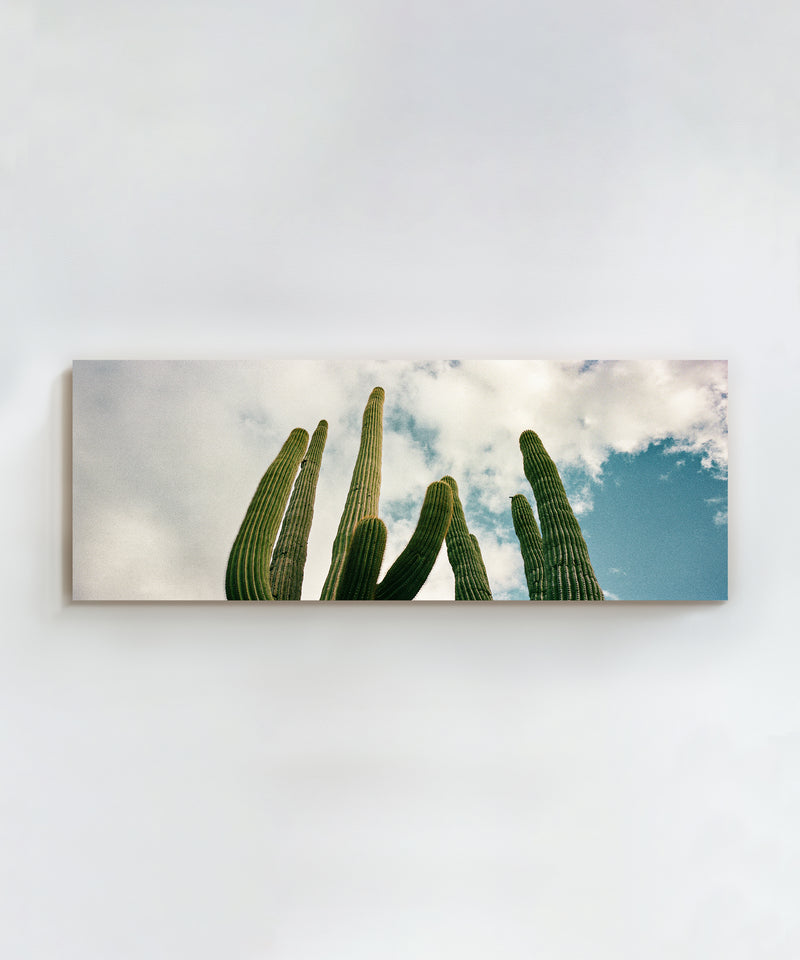 Saguaro Sky by Cam Mackey