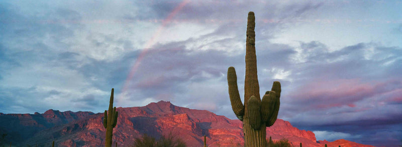 Twin Saguaros by Cam Mackey