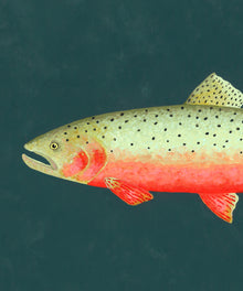 Cutthroat Trout by Hannah Ervick