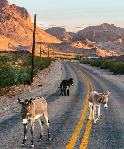 Donkey Highway by Cam Mackey