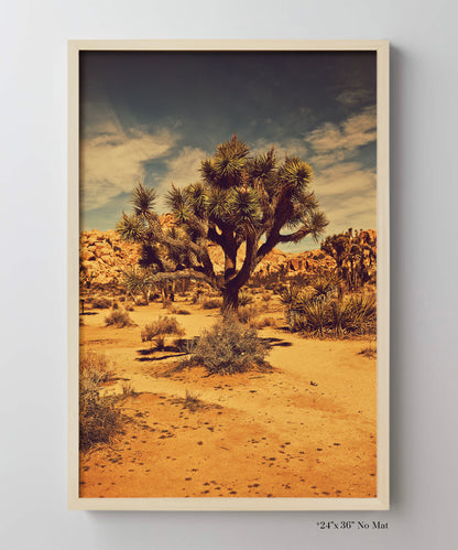 Joshua Tree Landscape #5 by Zachary C. Bako