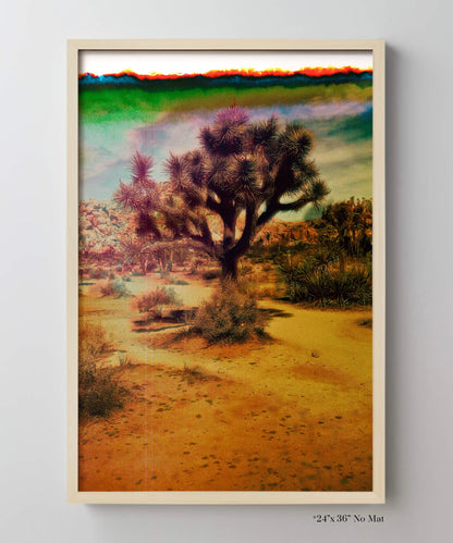 Joshua Tree Landscape #6 by Zachary C. Bako