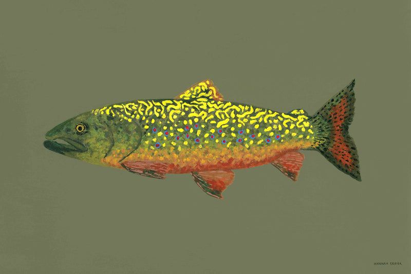 Brook Trout by Hannah Ervick
