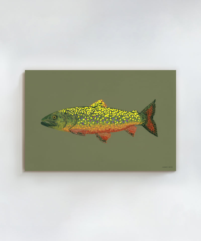 Brook Trout by Hannah Ervick