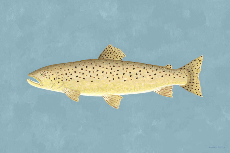 Brown Trout by Hannah Ervick
