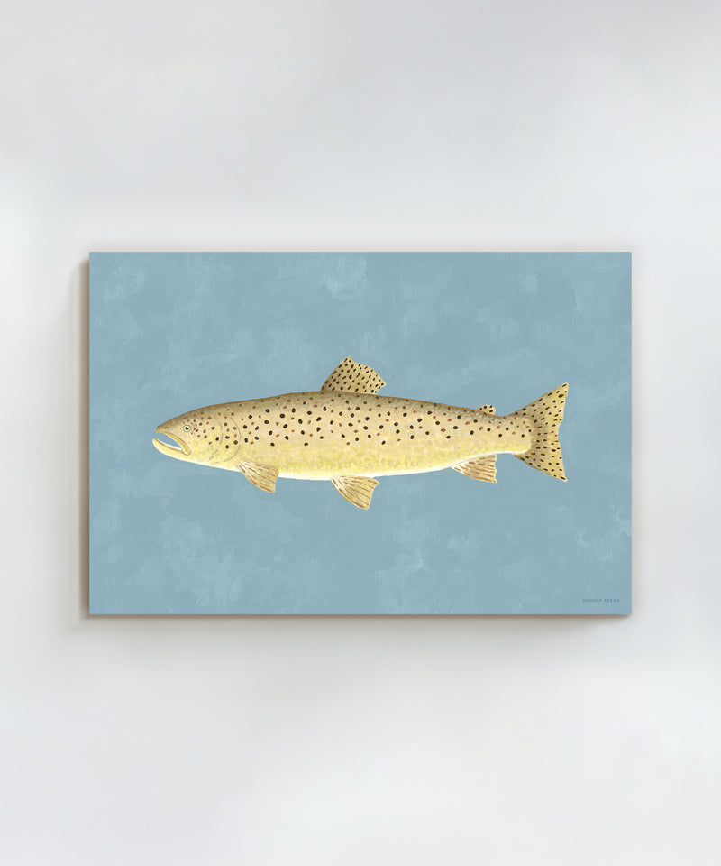 Brown Trout by Hannah Ervick
