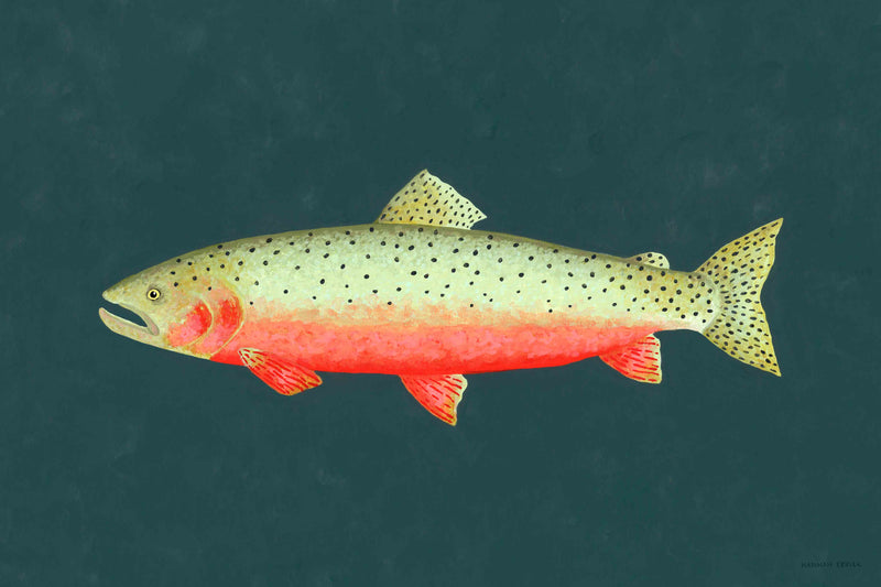 Cutthroat Trout by Hannah Ervick