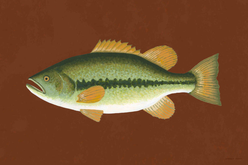 Largemouth Bass by Hannah Ervick