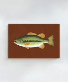 Largemouth Bass by Hannah Ervick