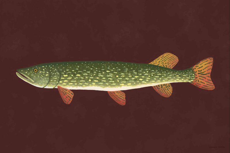 Northern Pike by Hannah Ervick