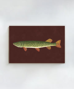 Northern Pike by Hannah Ervick