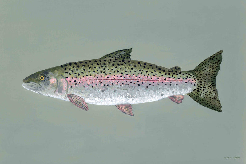 Rainbow Trout by Hannah Ervick