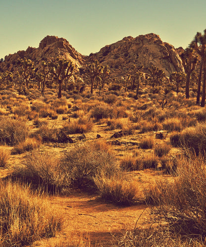 Joshua Tree Landscape #3 by Zachary C. Bako