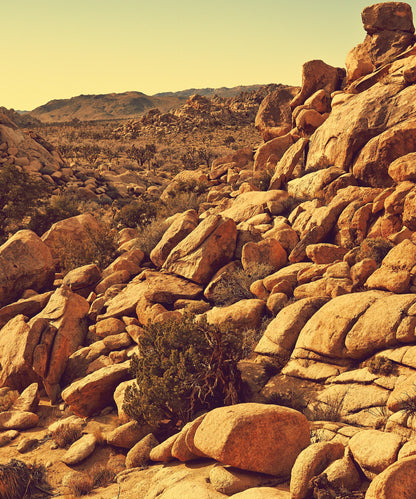 Joshua Tree Landscape #4 by Zachary C. Bako