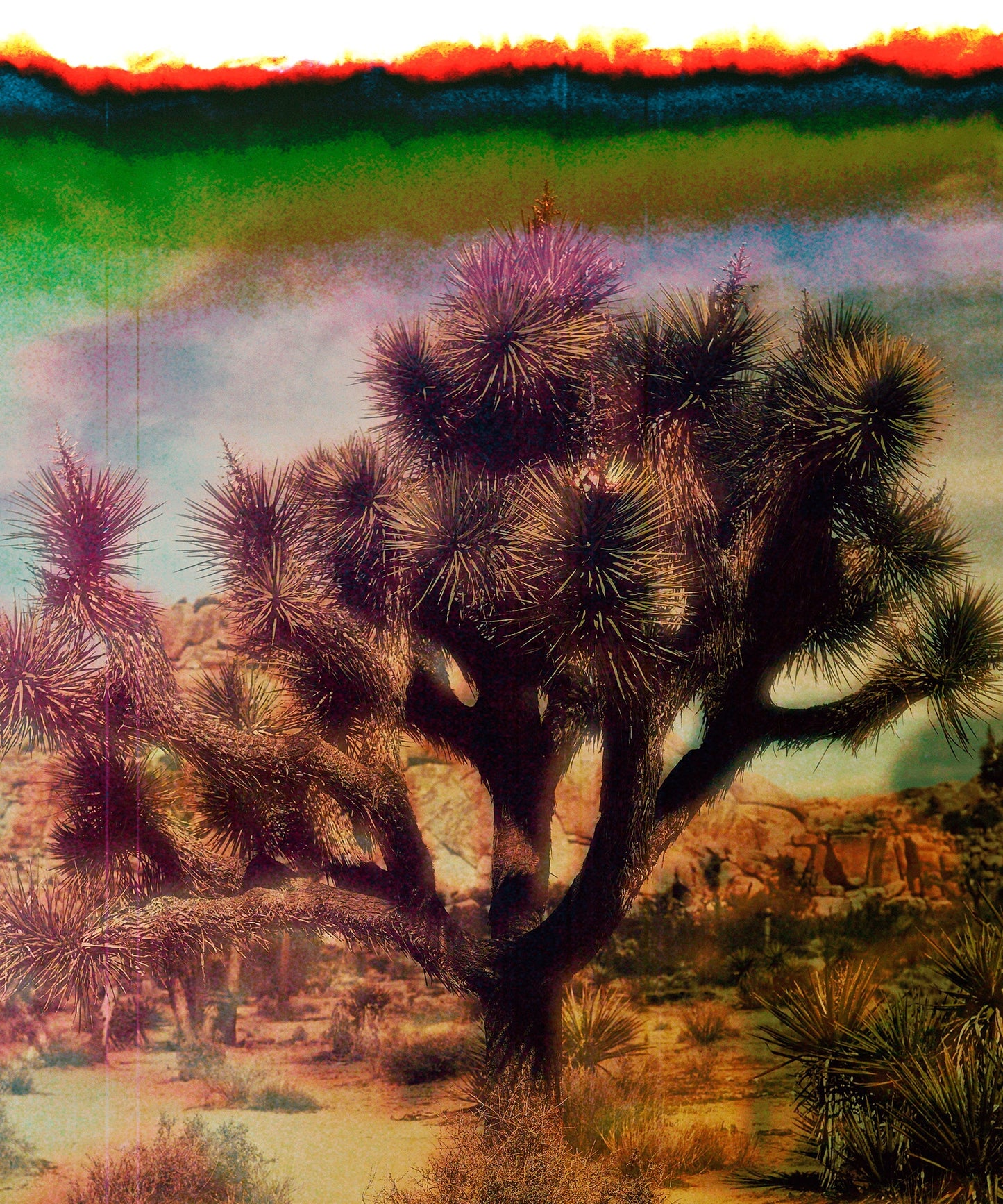 Joshua Tree Landscape #6 by Zachary C. Bako