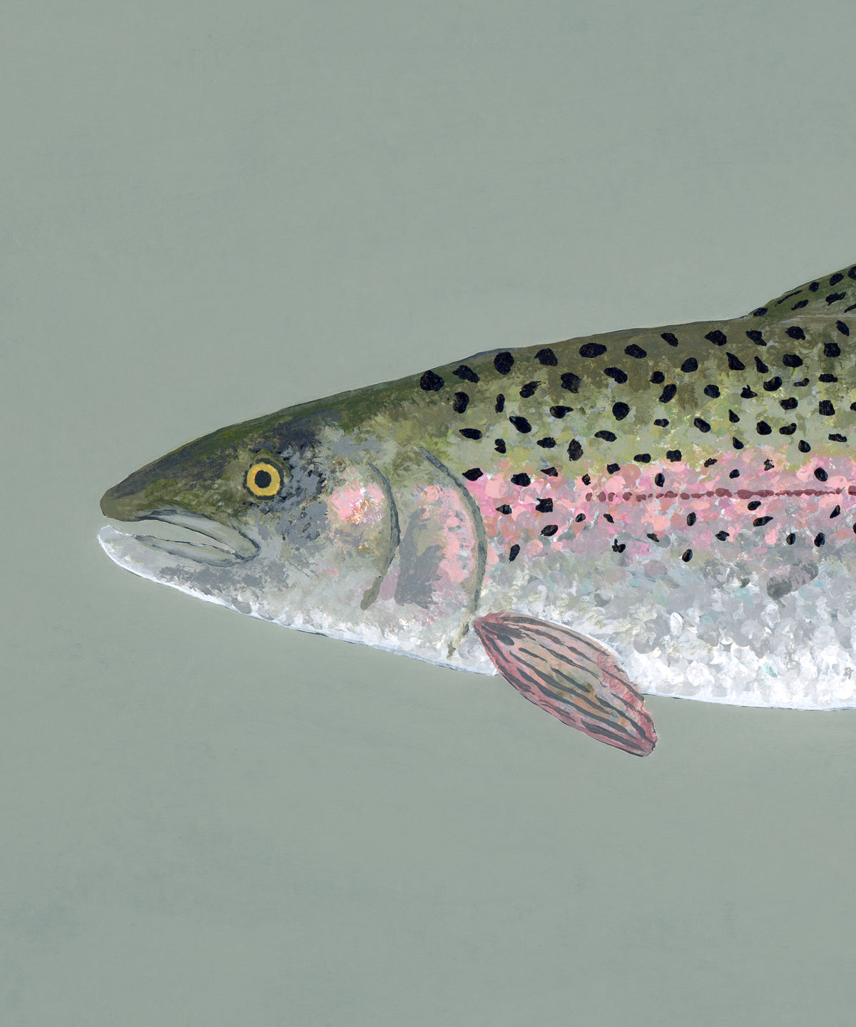 Rainbow Trout by Hannah Ervick