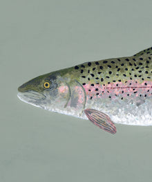 Rainbow Trout by Hannah Ervick