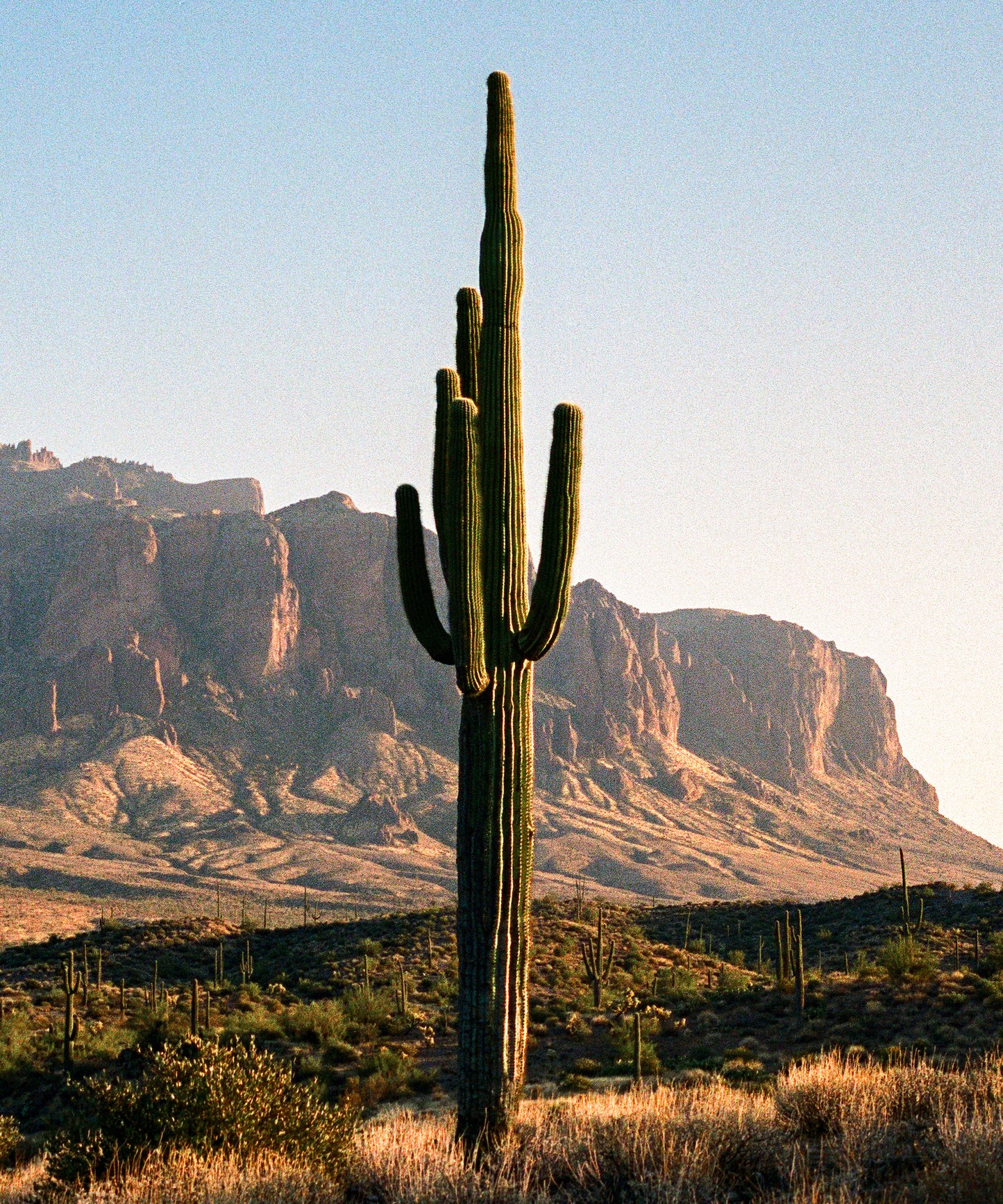 Single Saguaro by Cam Mackey