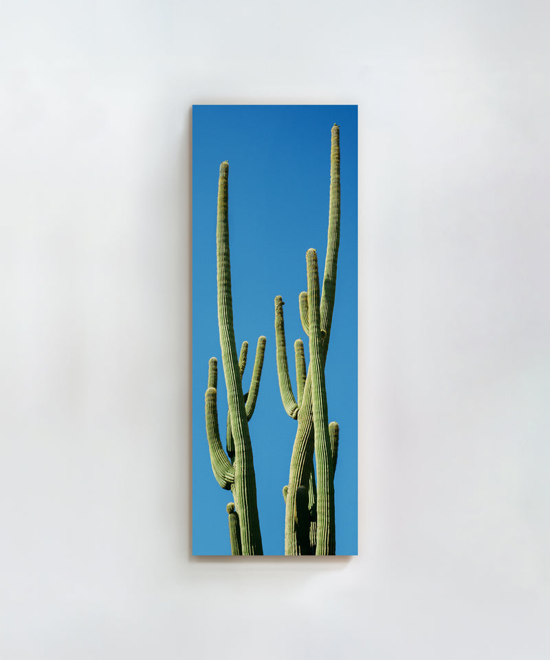 Towering Saguaro #4 by Alex Noble