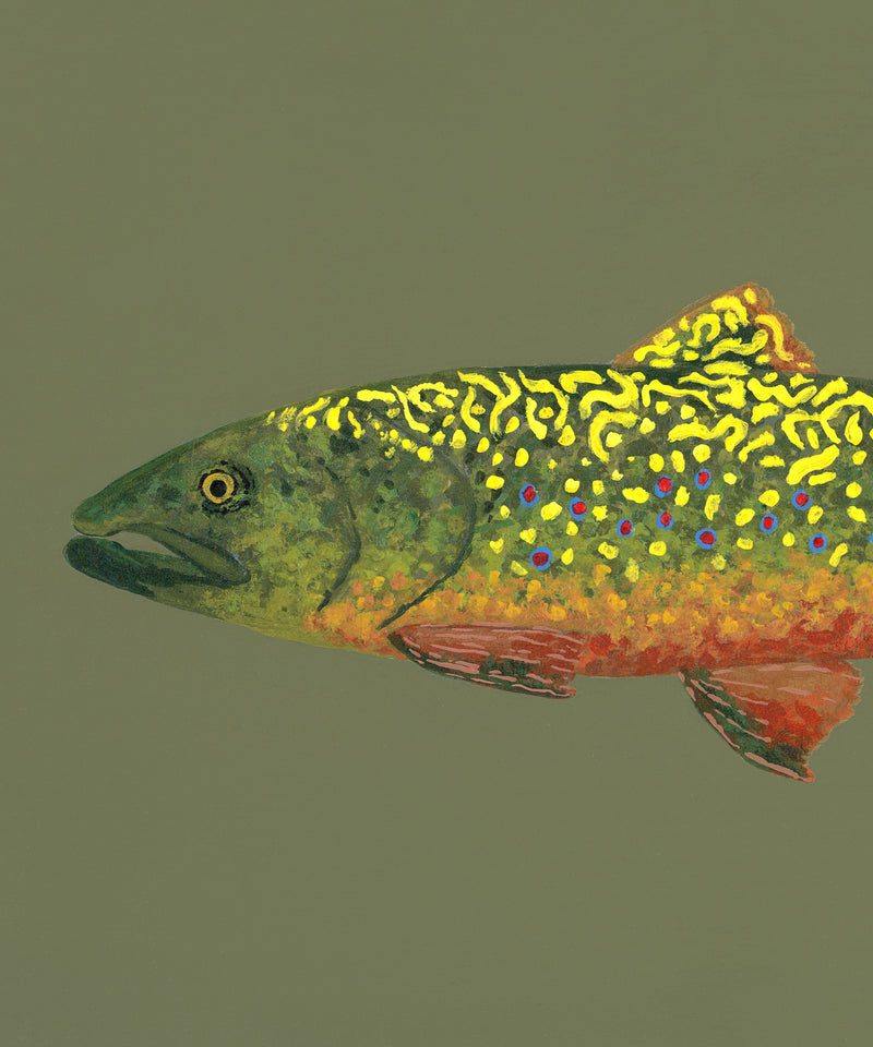 Brook Trout by Hannah Ervick