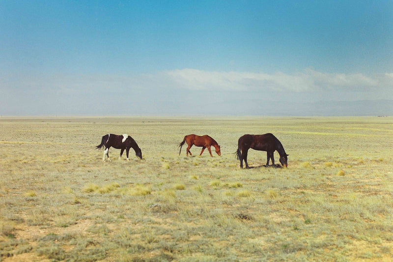 Ranch Days #2 by Taylor Hoover